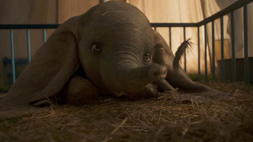 Dumbo Baby Elephant Is Here