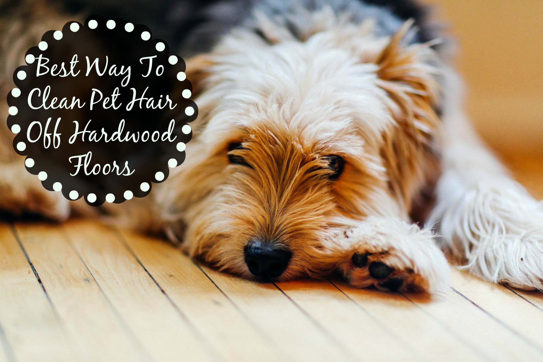 best way to clean dog hair off wood floors