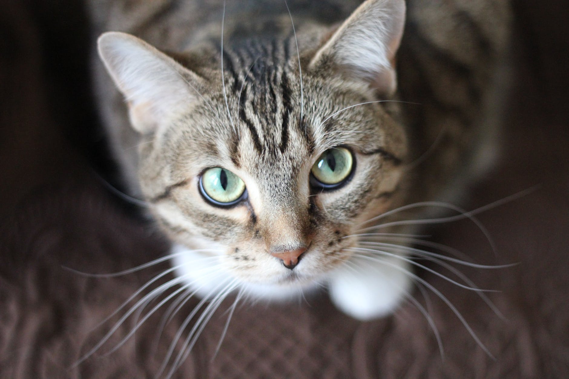 Remove Pet Hair Off Hardwood Floor