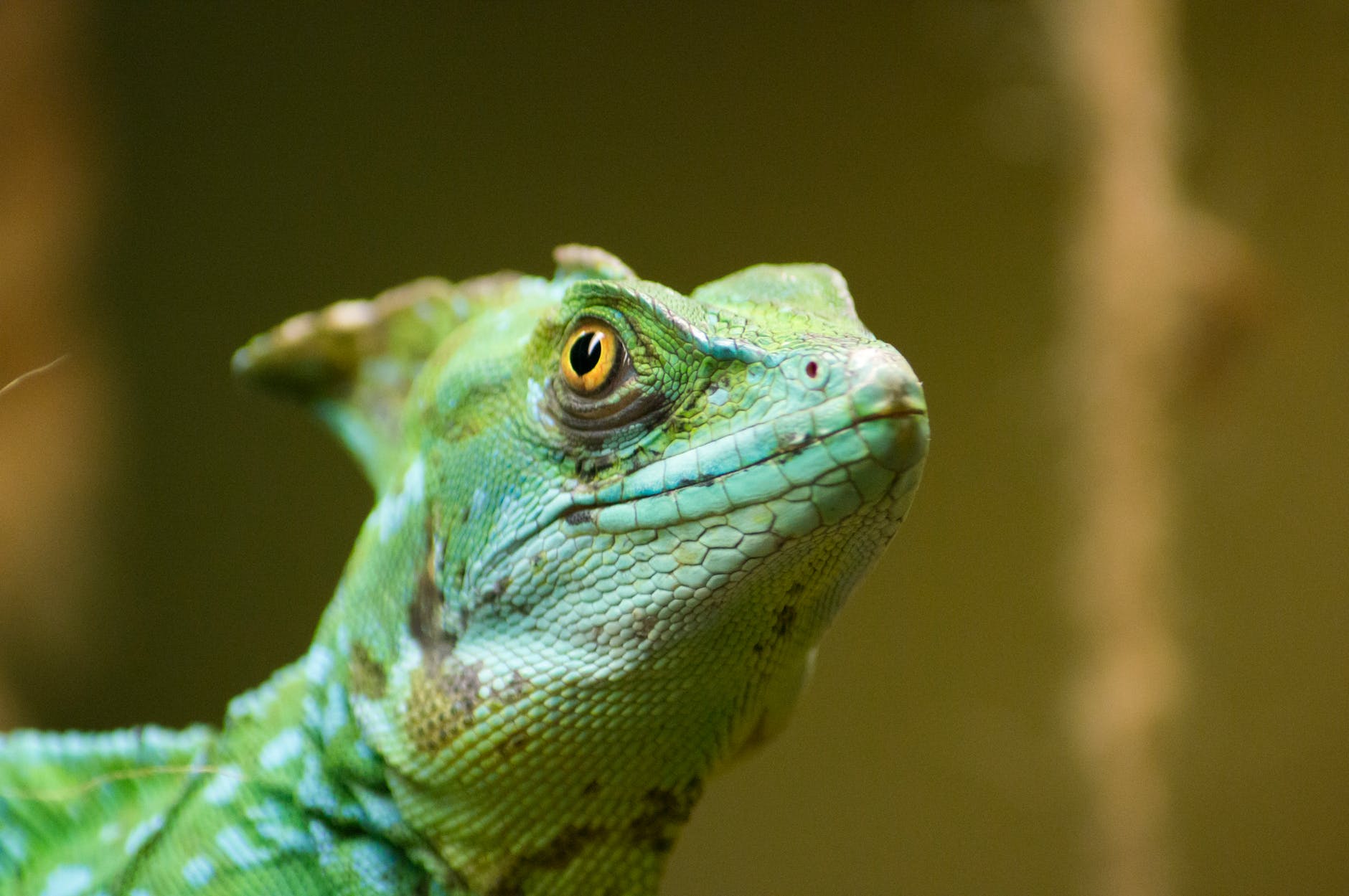 How to Pick an Exotic Pet