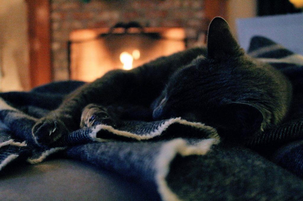 relaxing by fire kitten