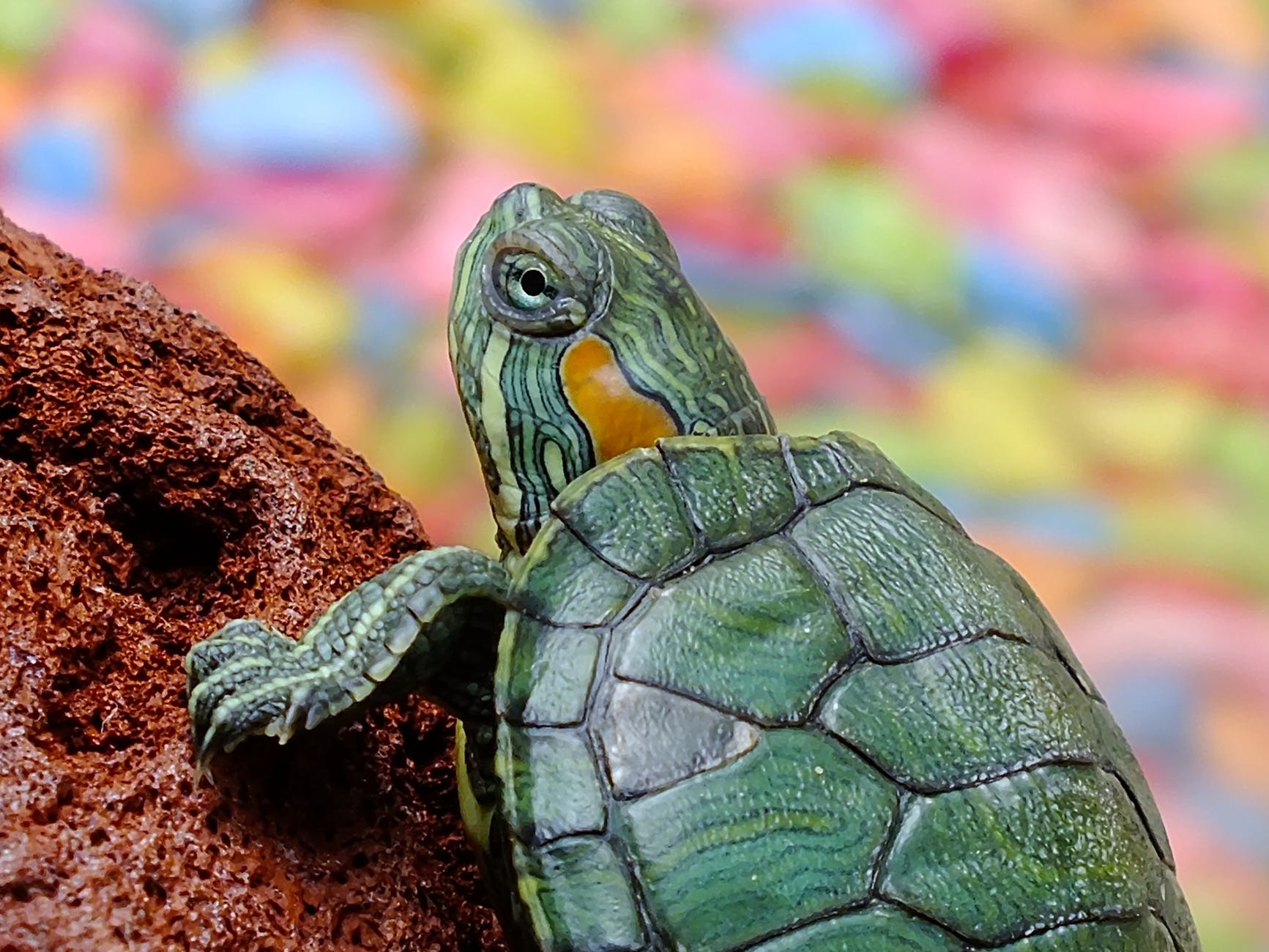 How to Pick an Exotic Pet