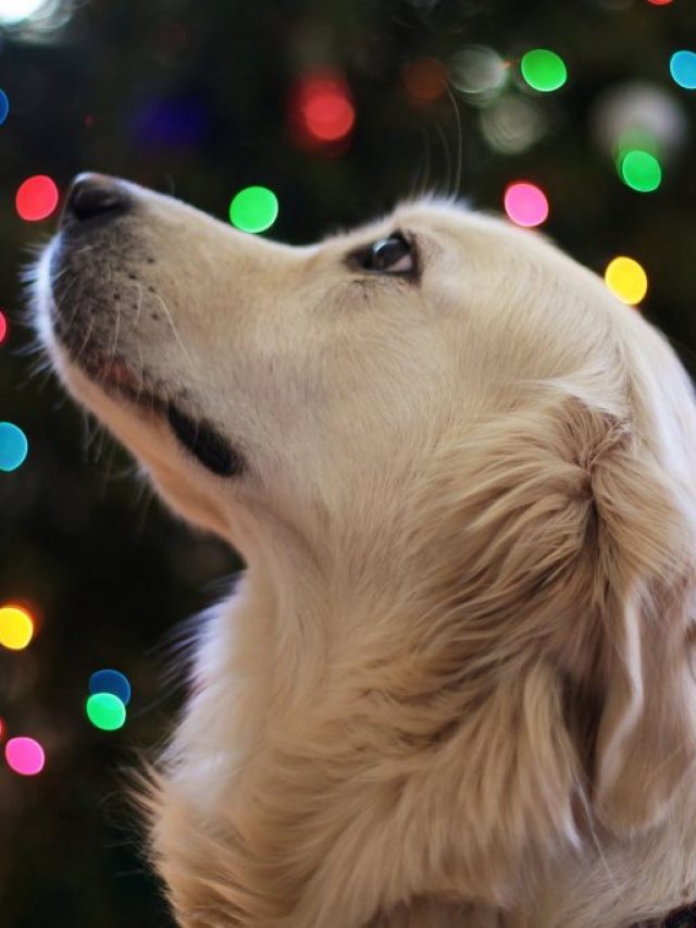 HOW TO INVOLVE YOUR PET IN CHRISTMAS CELEBRATIONS