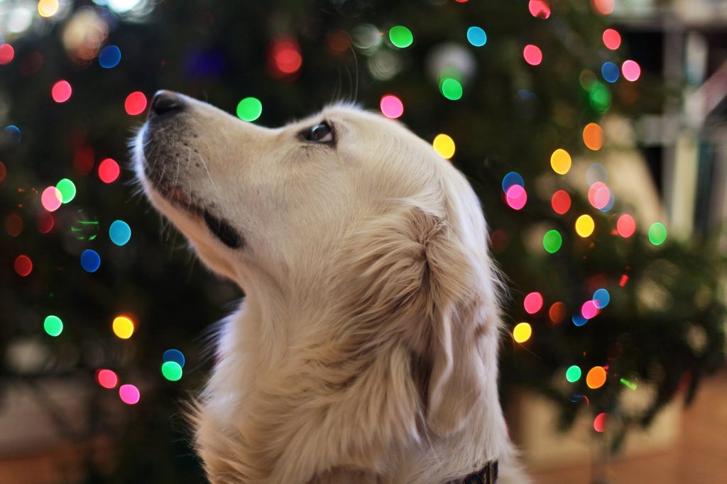 Involve Your Pet In Christmas Celebrations