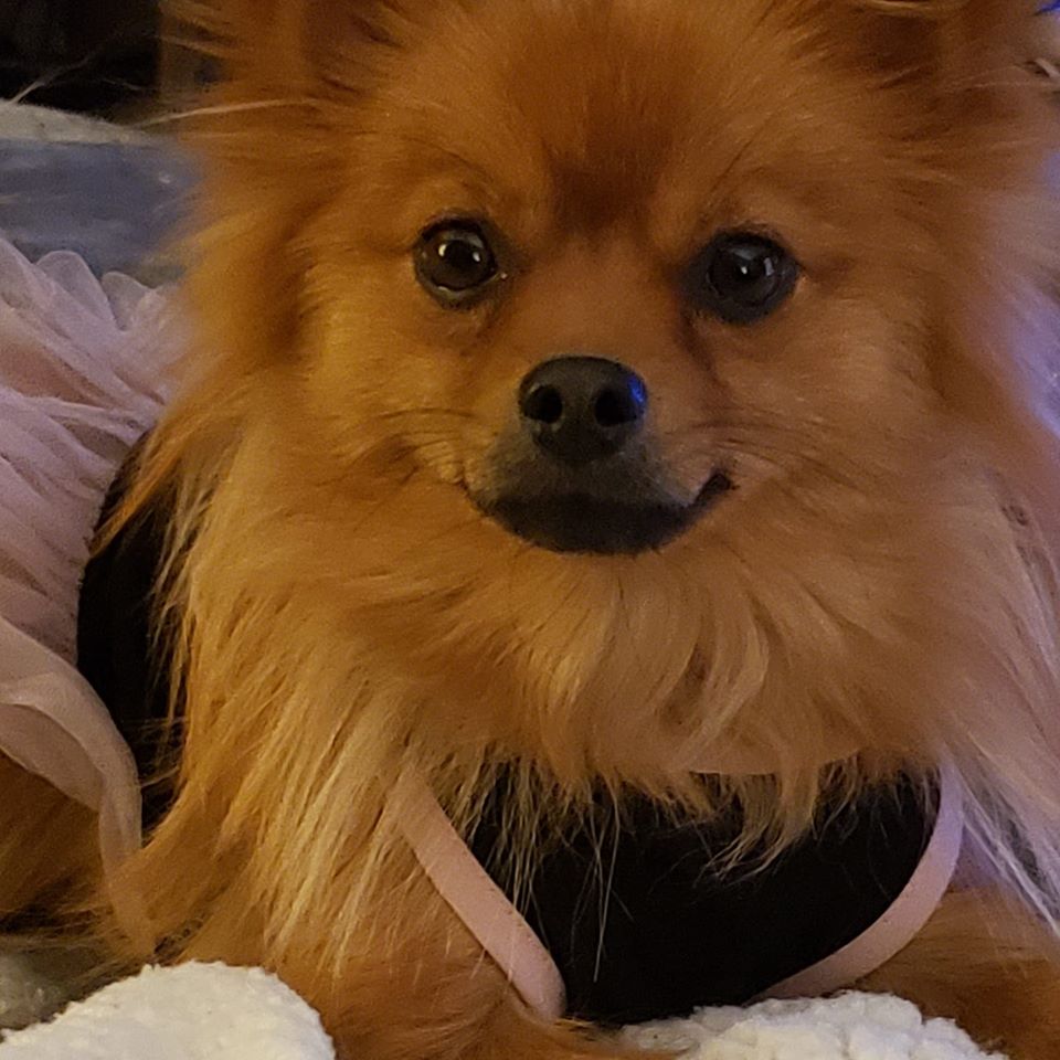 Daisy The Pom