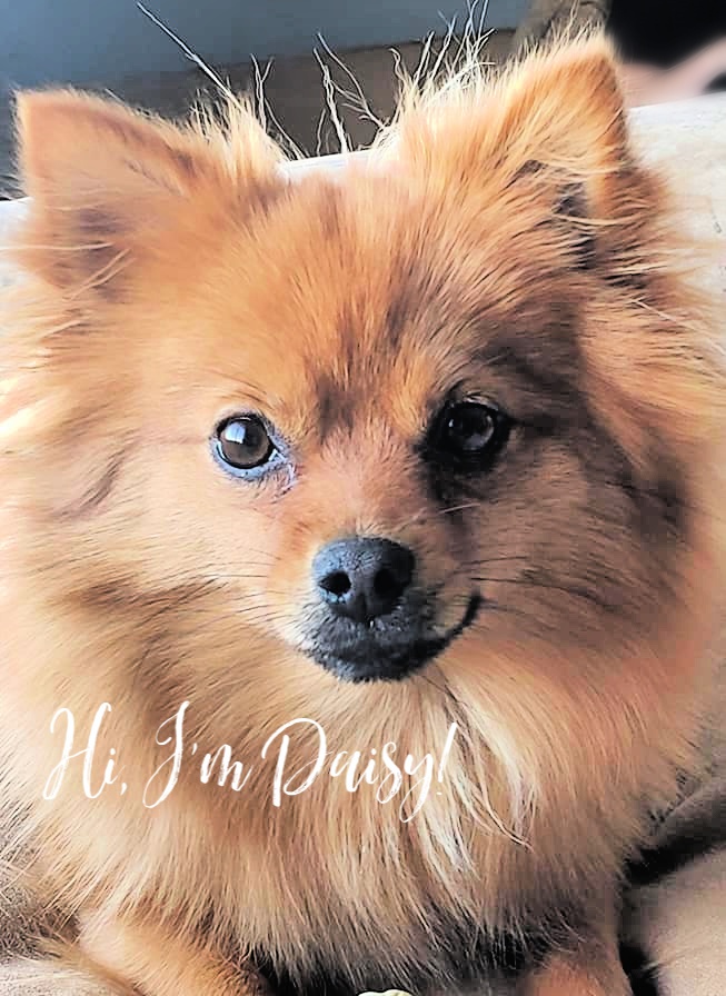 Daisy the pomeranian