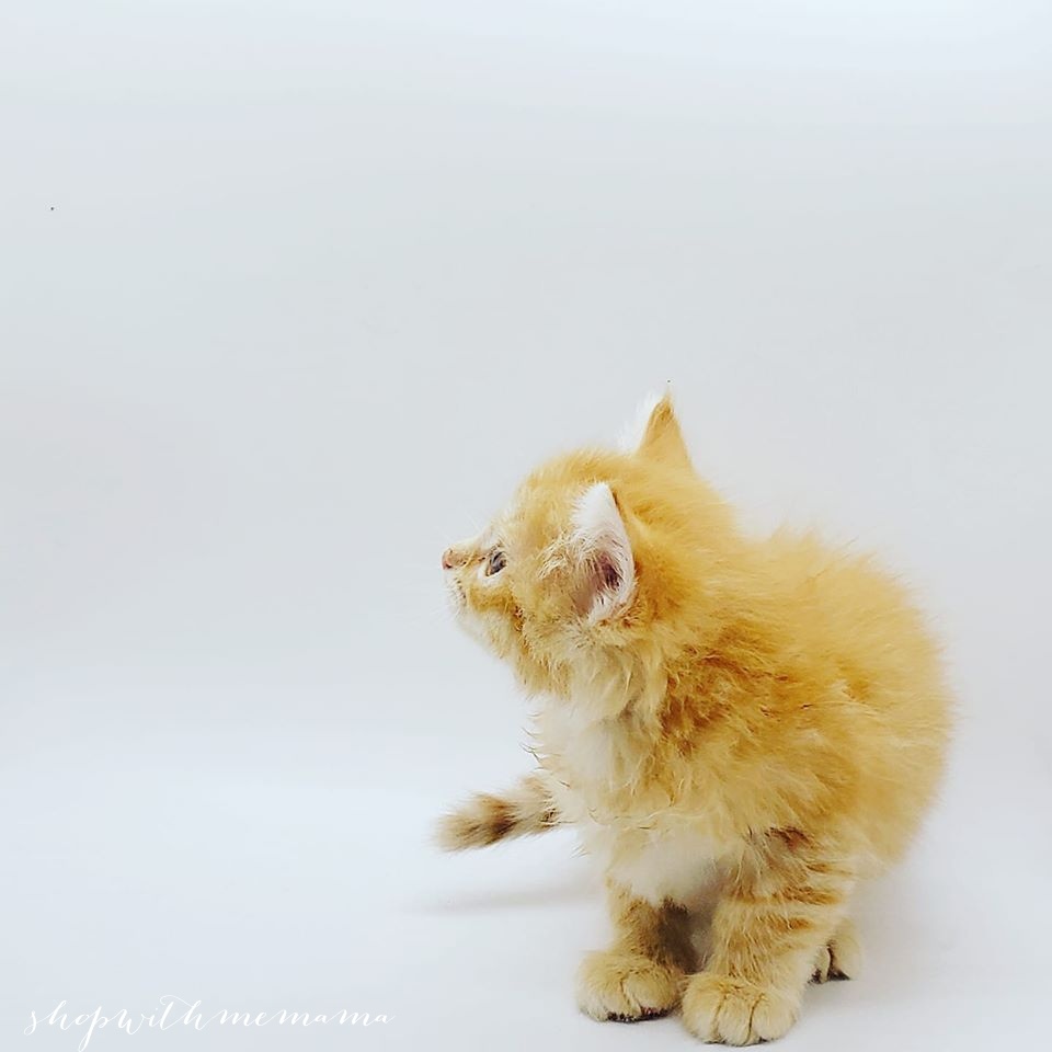 orange kitten