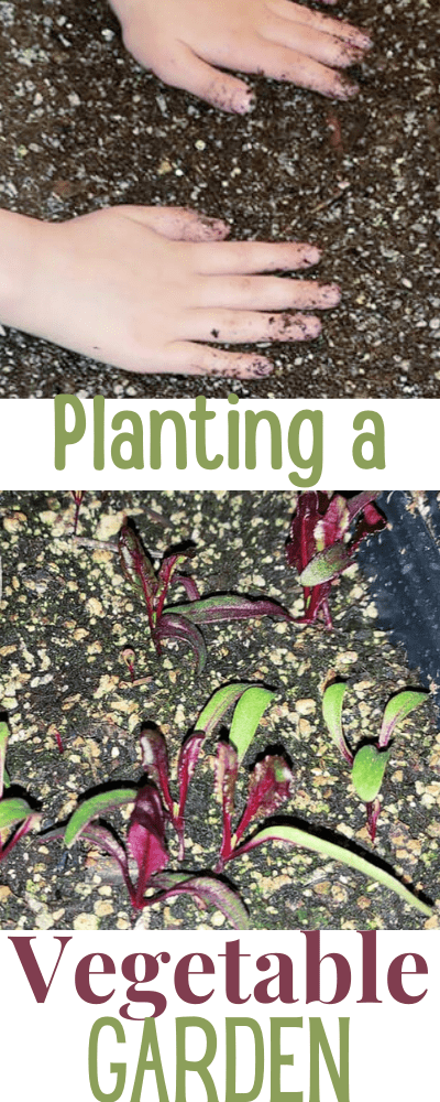 Planting a vegetable garden from scratch