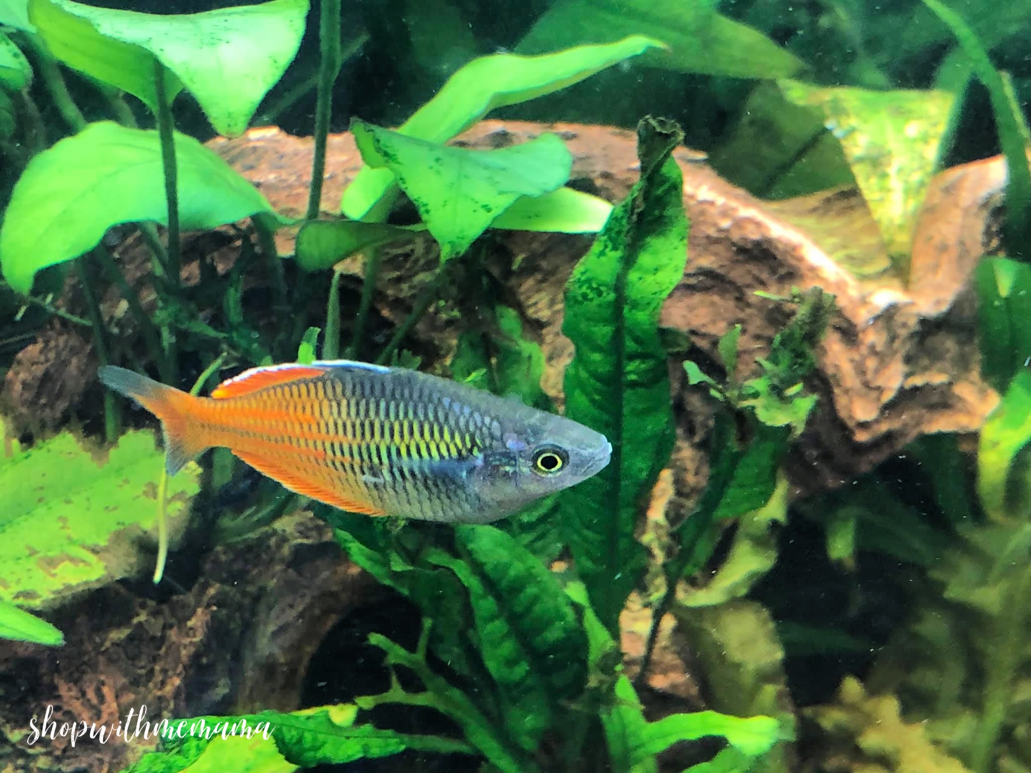 Choosing the Right Fish for Your Home Aquarium