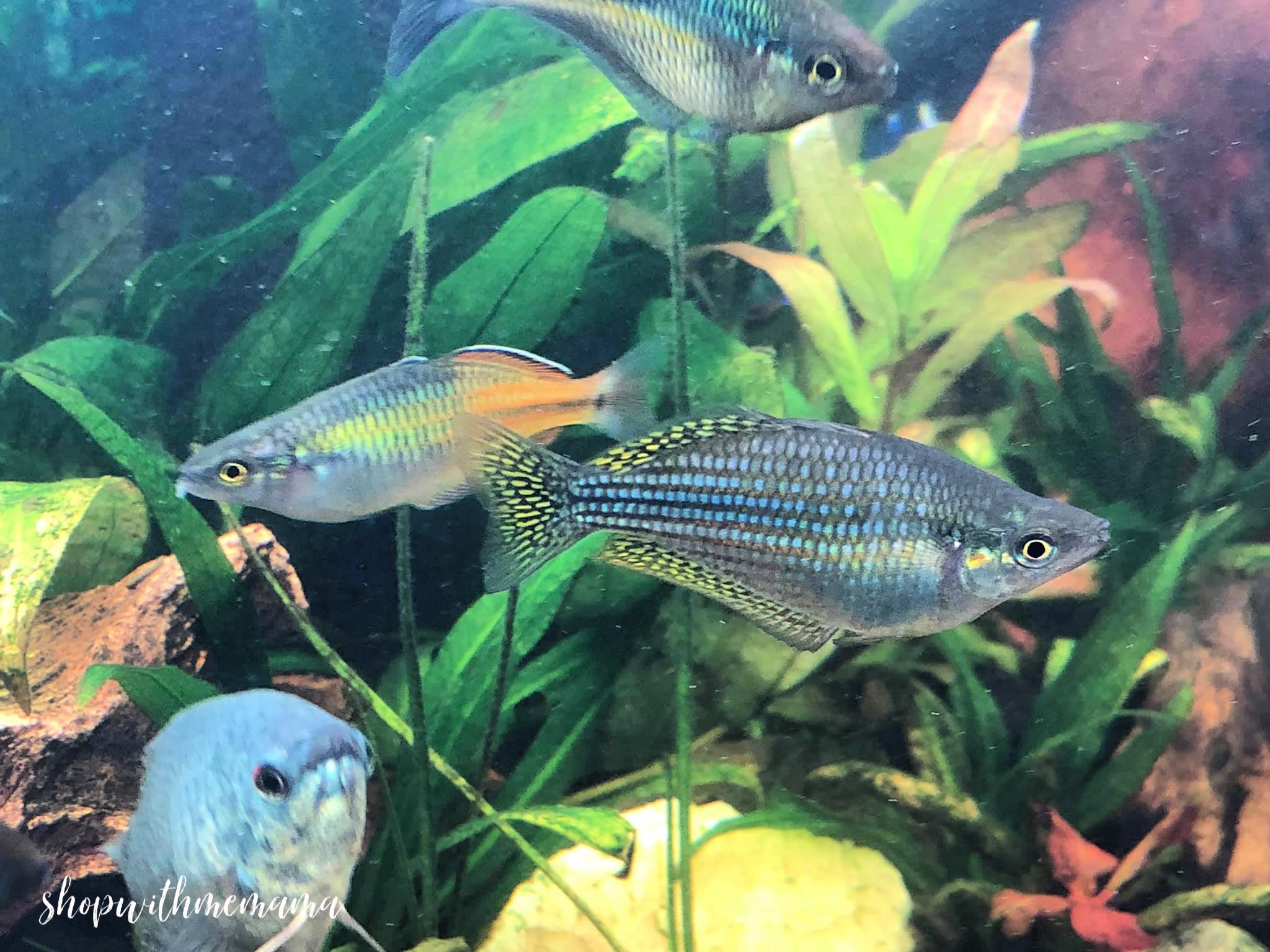 Choosing the Right Fish for Your Home Aquarium