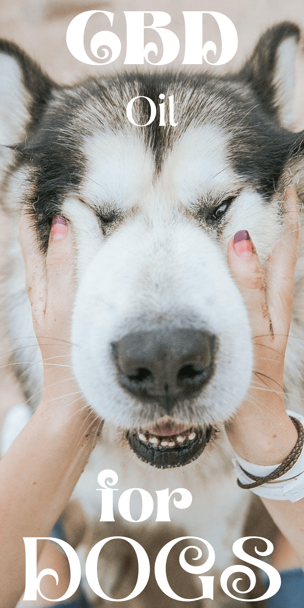 4 Medical Conditions CBD Oil For Dogs Can Help Treat