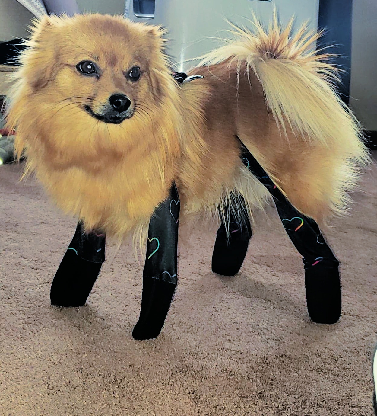 dog with shoes