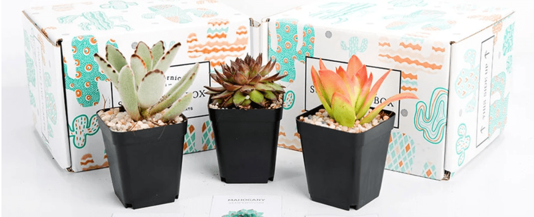 Buy Succulents Online with The Succulents Subscription Box!