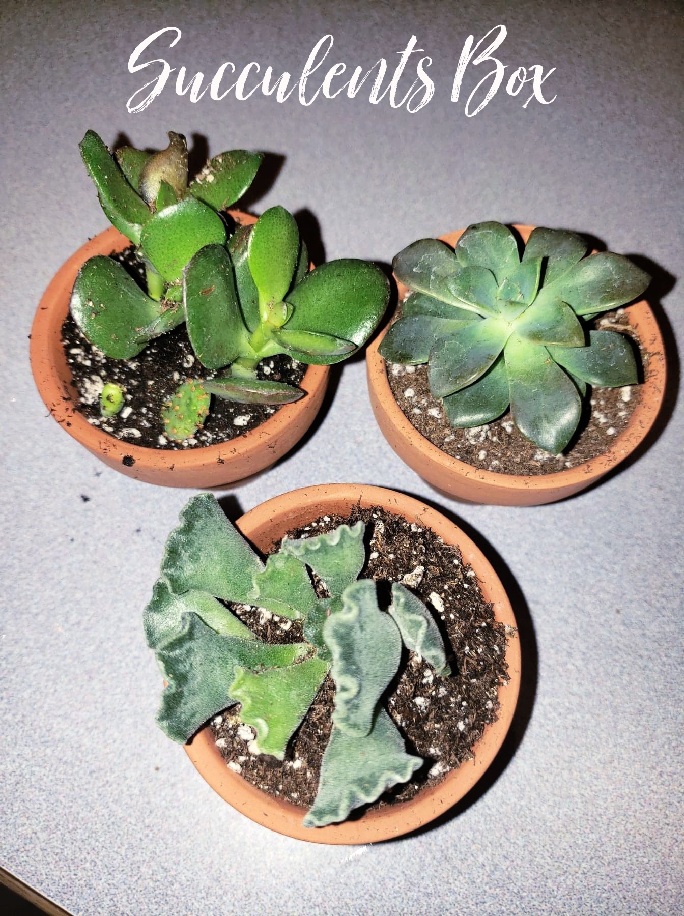 Buy Succulents Online with The Succulents Subscription Box!