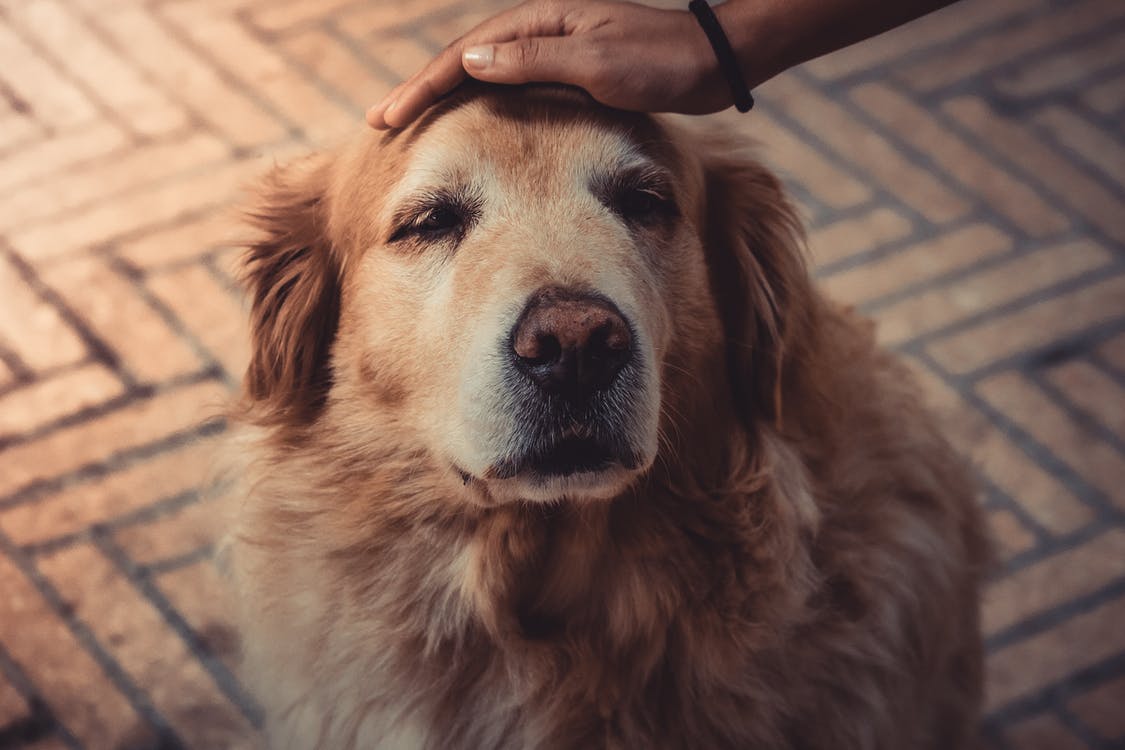 Dog Cushing's Disease: Essential Natural Remedies to Help Your Dog