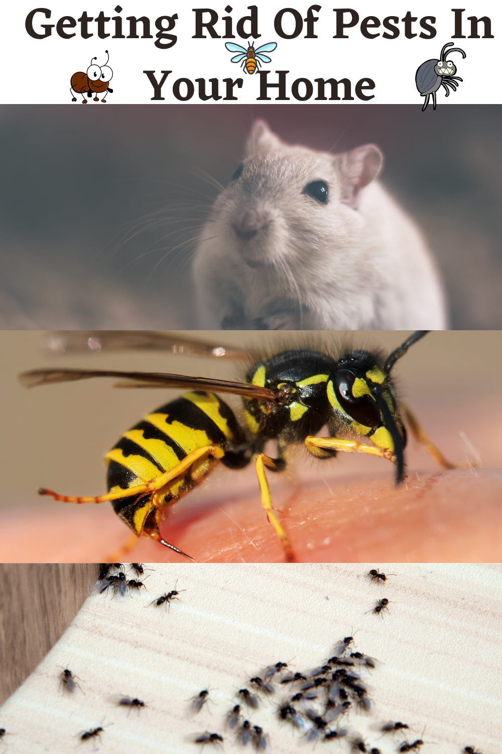 Pests To Look Out For In Your Home