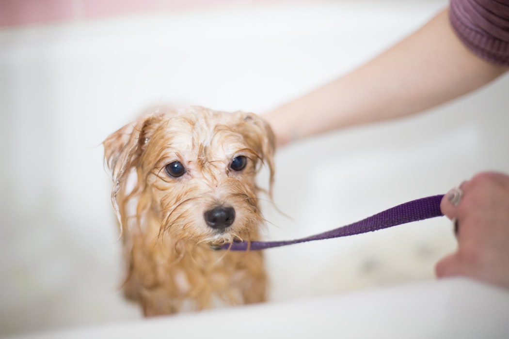 Pet Lover’s Guide: How To Treat Your Pet The Right Way