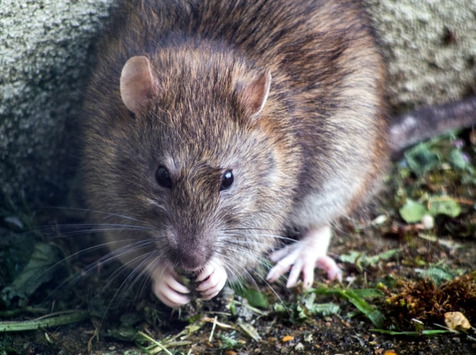 Pests To Look Out For In Your Home