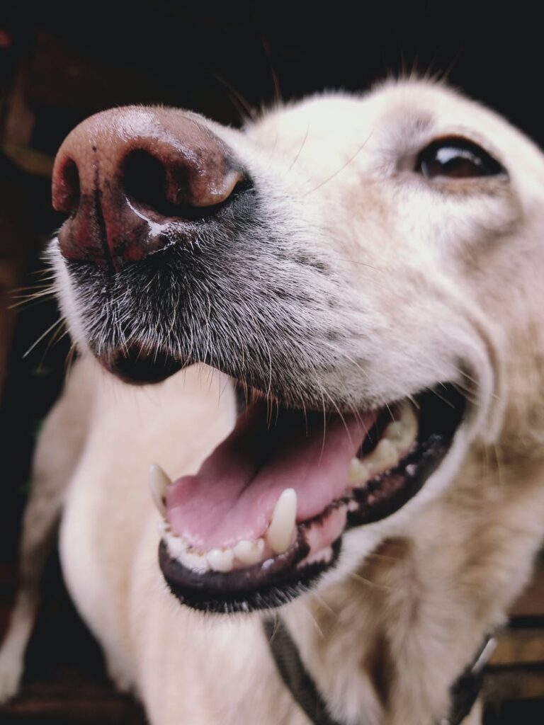 Cavities and Canines! Looking After Your Dog’s Oral Health