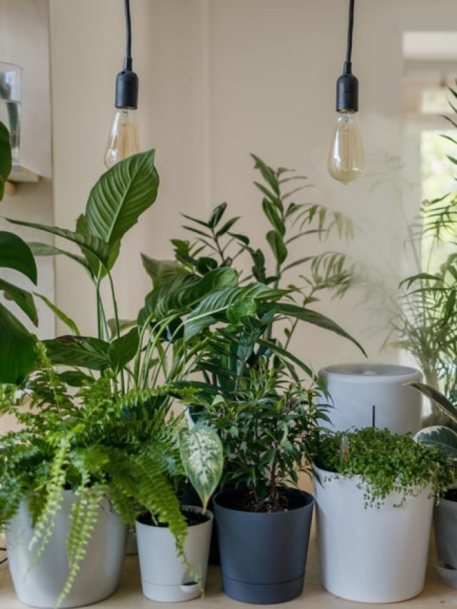 TIPS FOR BUYING FLOWERS AND PLANTS ONLINE Shop With Me Mama