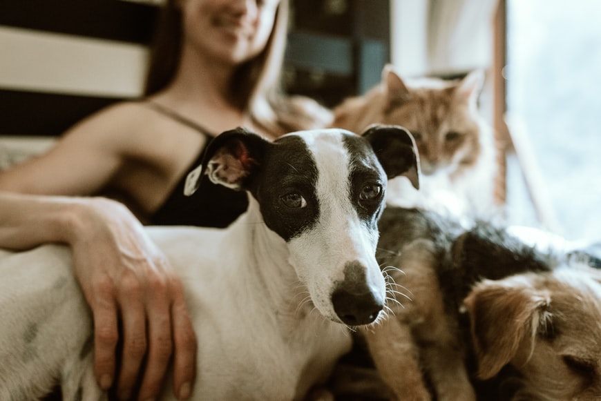 How Pet-Owning Families Can Make Spring Cleaning Less Stressful
