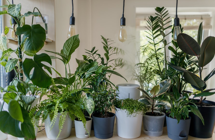 Why Use Online Plant Delivery Services & How To Choose A Company