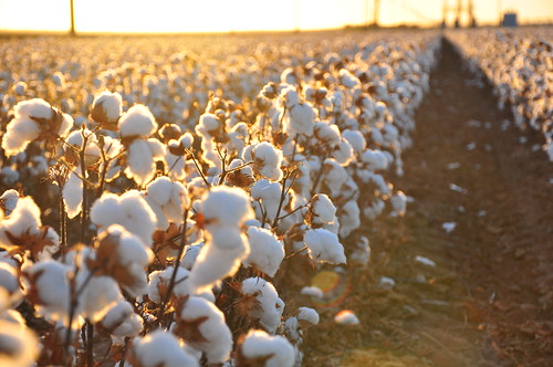 Why Should You Choose Organic Cotton?