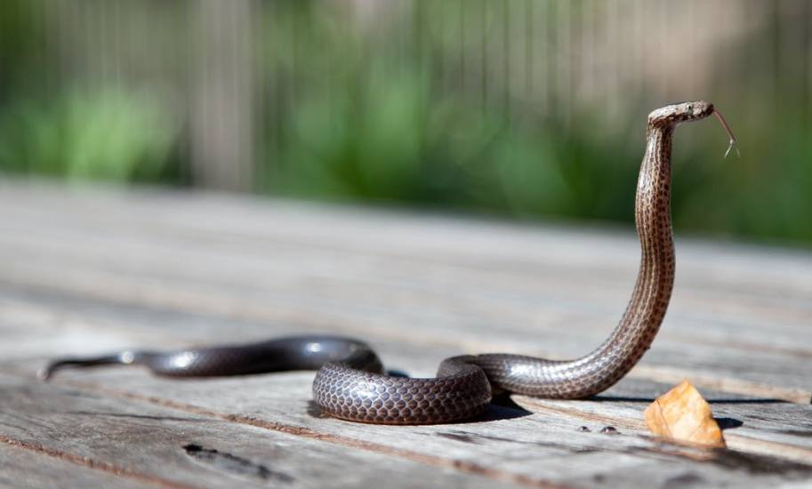 Things You Need to Know Before Getting a Pet Snake