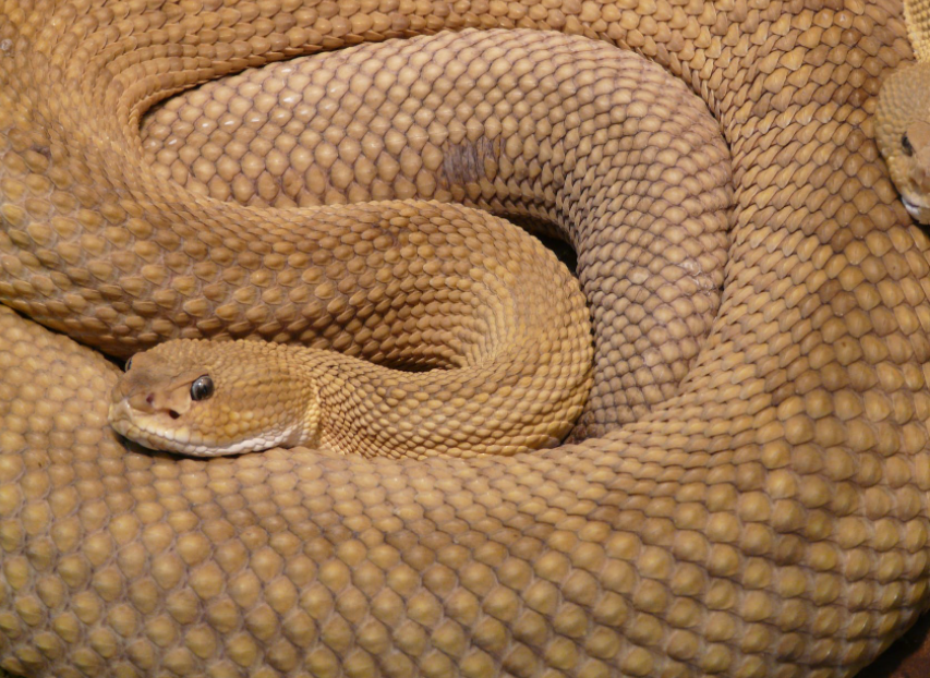 Things You Need to Know Before Getting a Pet Snake