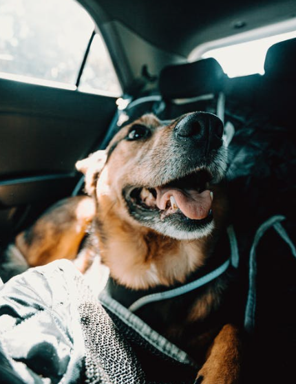 10 Tips for Traveling in the Car with Your Pet