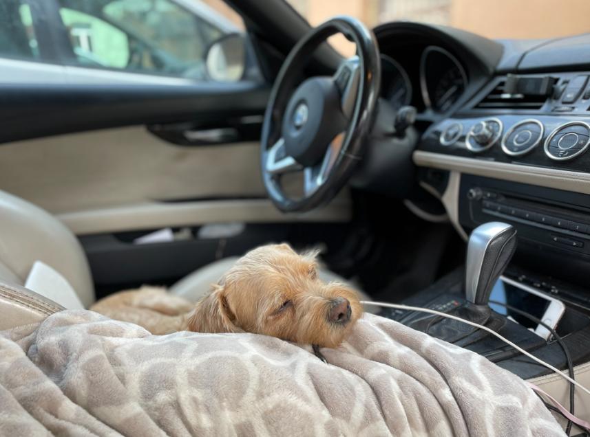 10 Tips for Traveling in the Car with Your Pet
