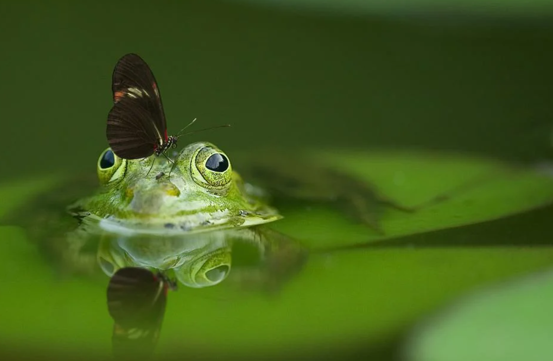 These 6 Unusual-Looking Animals Are Greatly Loved by Many