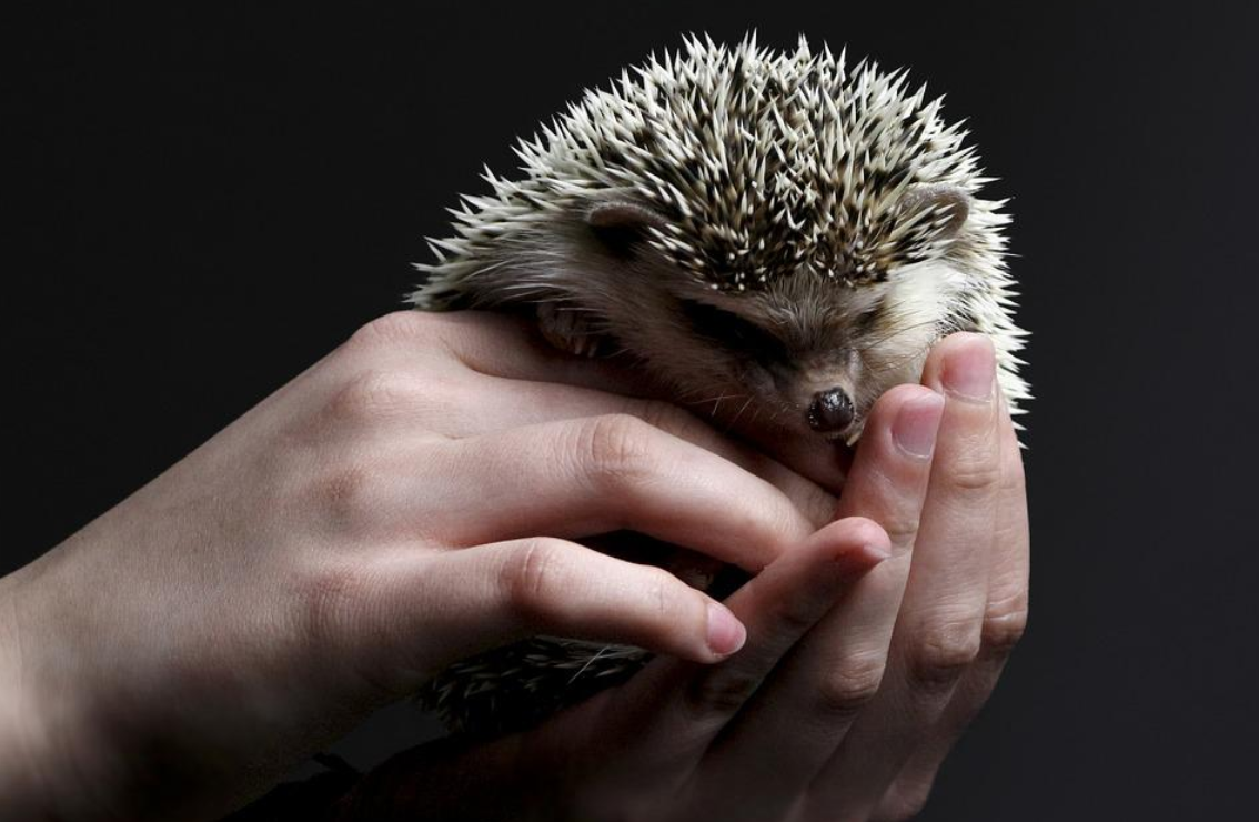 6 of the Many Exotic Pets You Can Keep at Home