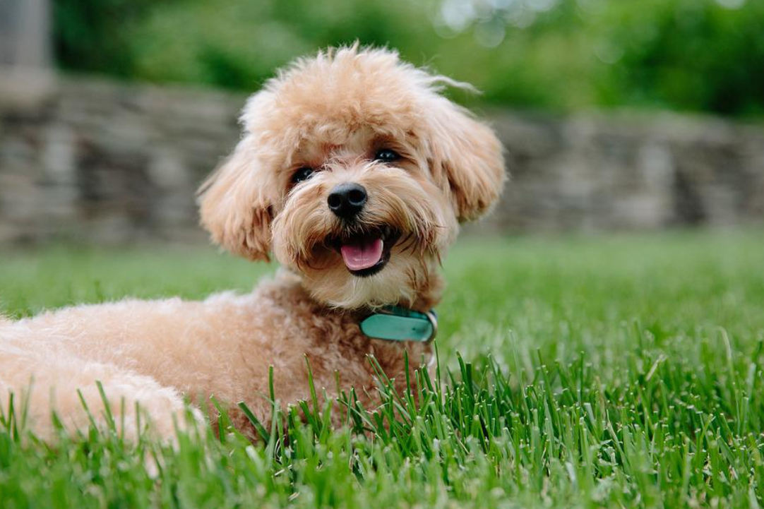 Want to Groom Your Pup by Yourself? You Will Need These 6 Things