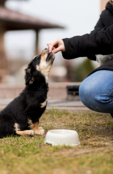 Things You Need To Know About Feeding Your Dog