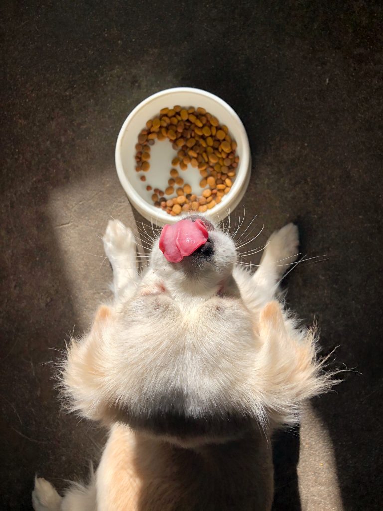 Why Should You Invest in High-Quality Dog Food