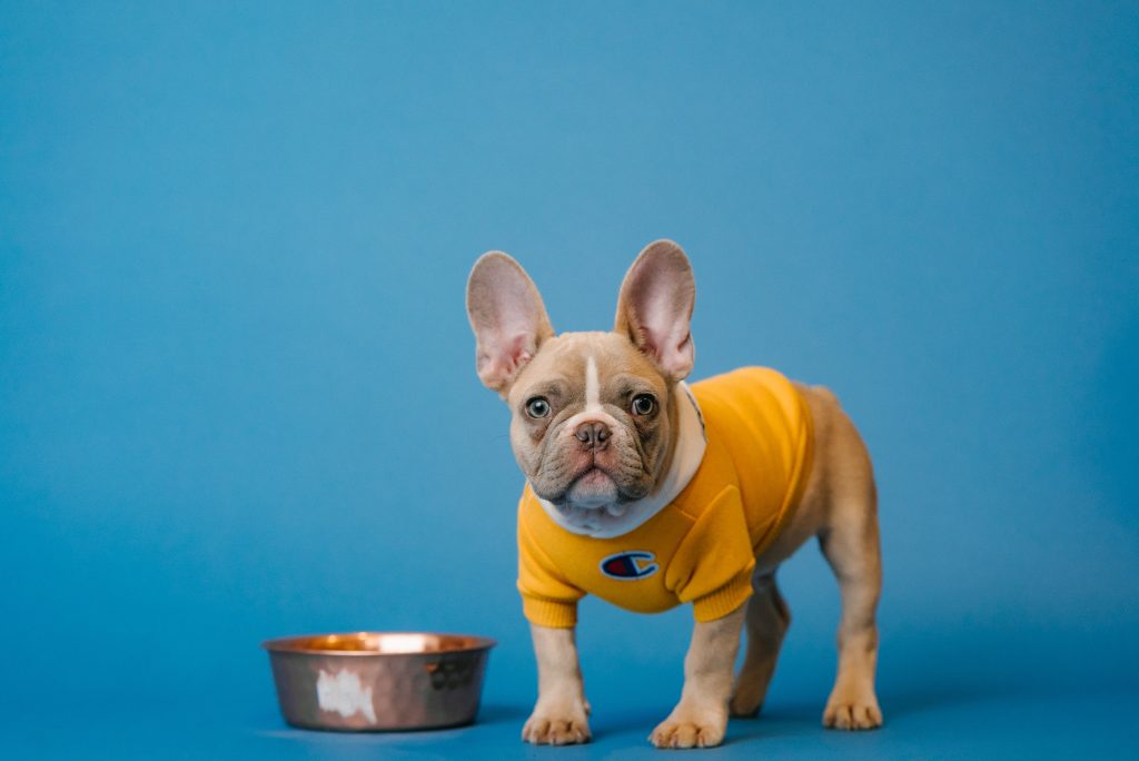 Why Should You Invest in High-Quality Dog Food