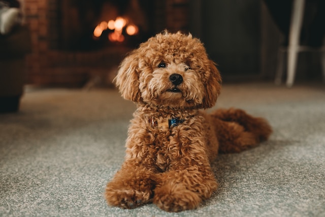 Bichon frise mixed store with a poodle