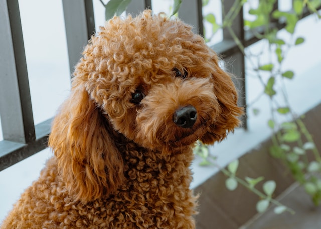 Bichpoo: A Guide to the Bichon Frise-Poodle Mix 