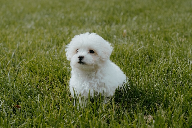 Bichpoo: A Guide to the Bichon Frise-Poodle Mix 