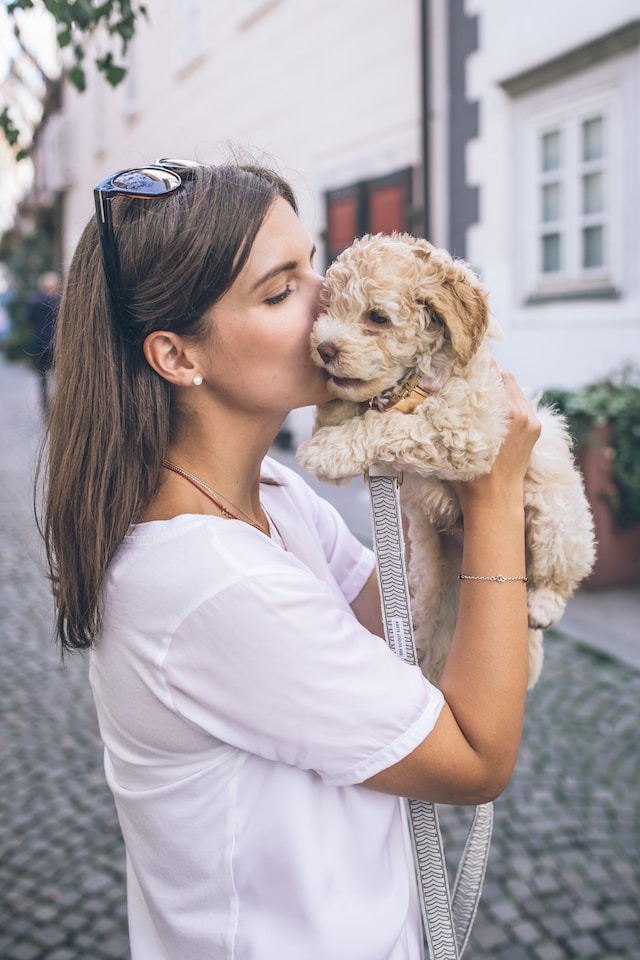 Bichpoo: A Guide to the Bichon Frise-Poodle Mix 