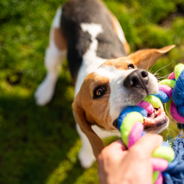 Dangerous Toys: What Not to Buy for Your Pet