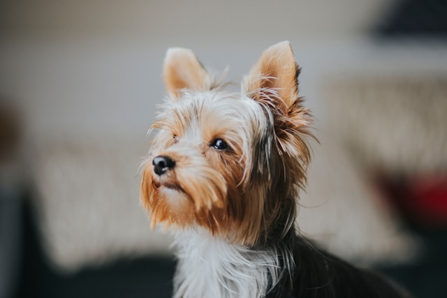 Important Things To Consider Before Adopting A Yorkshire Terrier 