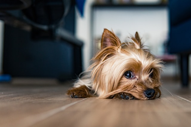 Important Things To Consider Before Adopting A Yorkshire Terrier