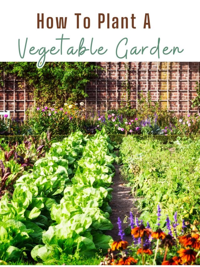 how to plant a veggie garden