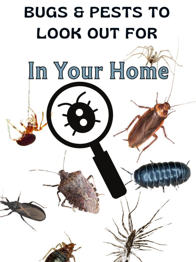 pest to look out for in your home