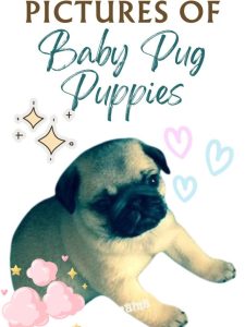 pug puppy