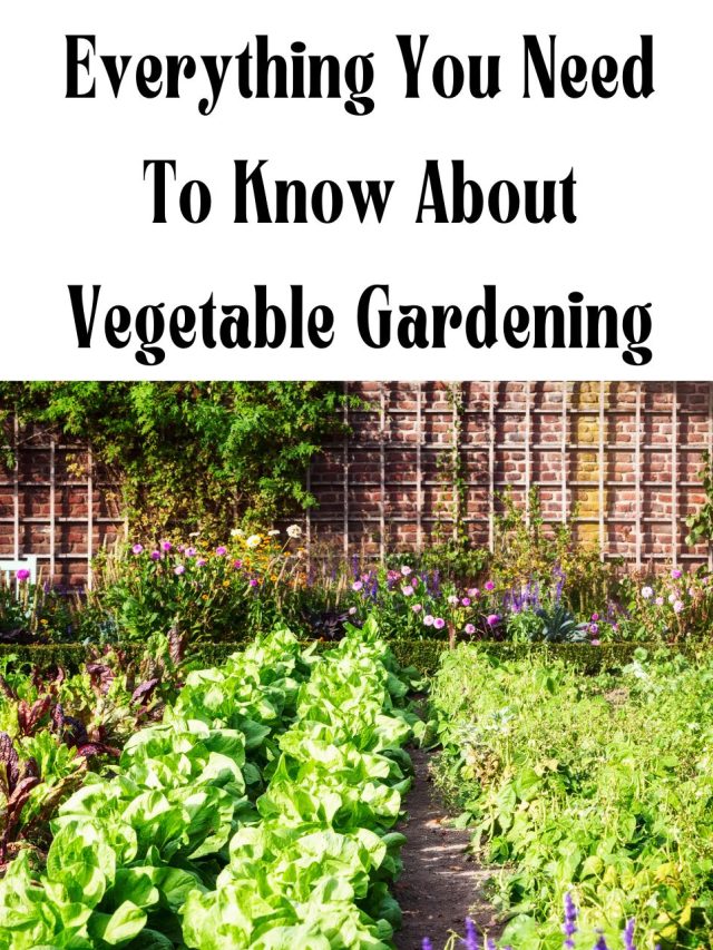 Beginners Guide To Planting A Vegetable Garden