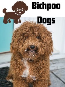 bichpoos