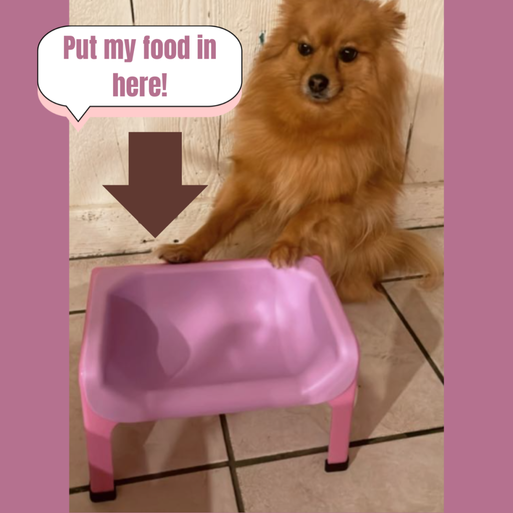 Best Food Bowls for Cats and Dogs That Are Elevated